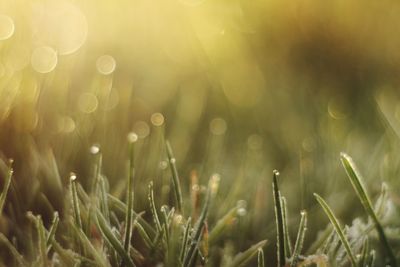 Close-up of grass in field
