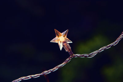 Close-up of illuminated star shape light at night