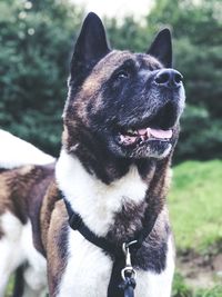 Close-up of american akita dog looking away