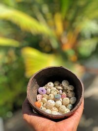 Cropped hand holding sea urchins in container