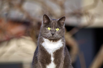 Close-up portrait of cat at home