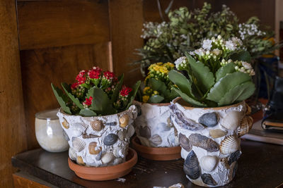 Potted plant on table