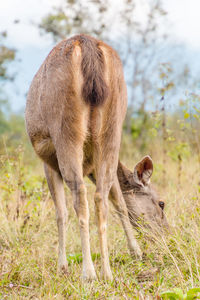 Kangaroo grazing on field