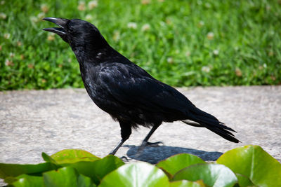 Close-up of bird perching on a plant