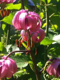 Close-up of insect on purple flower