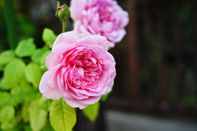 Close-up of pink rose