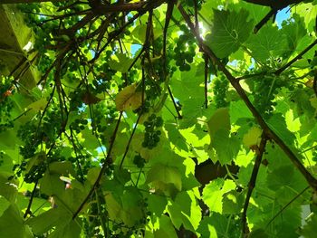 Low angle view of fruits on tree