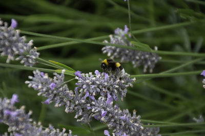 Close-up of bee pollinating on flower