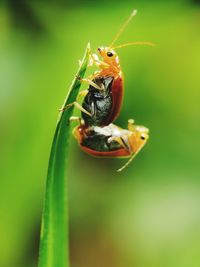 Close-up of insect on plant