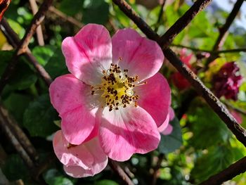 Close-up of pink cherry blossom