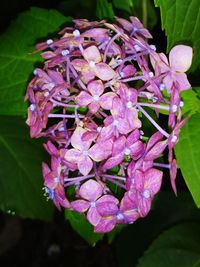 Close-up of pink flowering plant