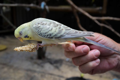 Close-up of hand holding bird