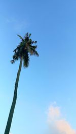 Low angle view of coconut palm tree against blue sky