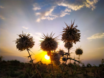 Close-up of flowering plants on land against sky during sunset