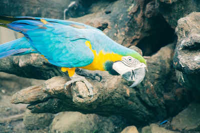 Close-up of parrot perching on rock