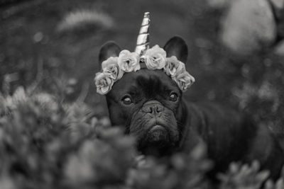 Close-up portrait of dog looking at camera