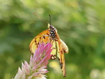 Close-up of butterfly pollinating on flower