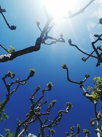 Low angle view of tree