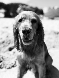 Close-up portrait of dog sticking out tongue on land