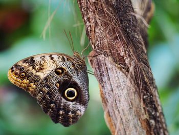 Close-up of butterfly on tree trunk