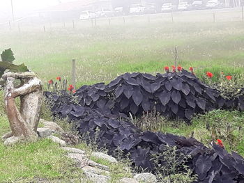 Plants growing on land