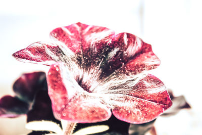 Close-up of red rose against white background