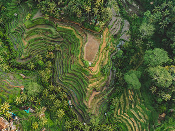 High angle view of rice paddy