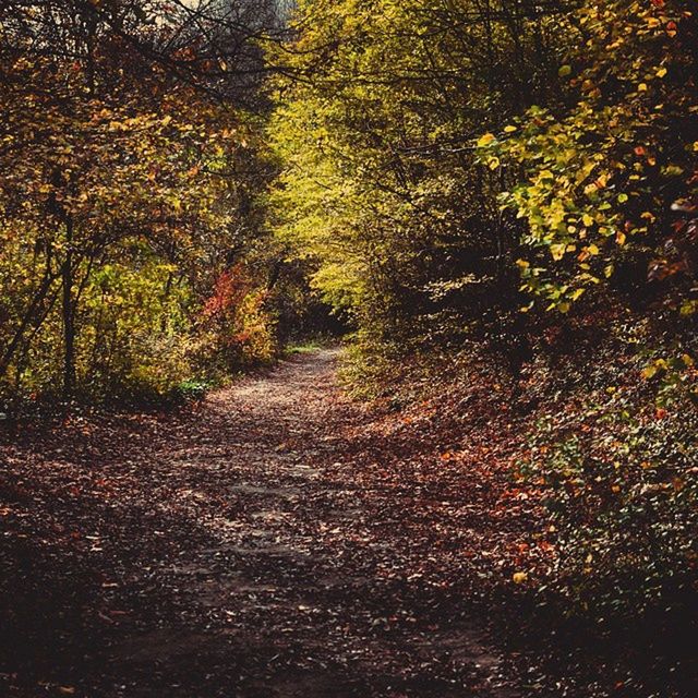 the way forward, tree, diminishing perspective, vanishing point, tranquility, growth, nature, forest, dirt road, tranquil scene, transportation, footpath, beauty in nature, pathway, autumn, narrow, road, outdoors, no people, plant