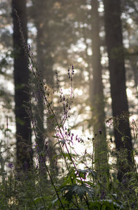 Close-up of plants growing in forest