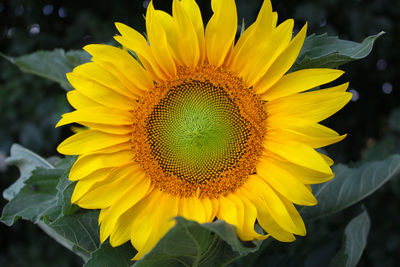 Close-up of sunflower