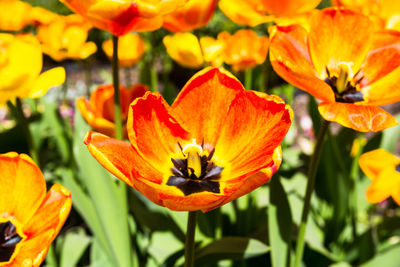 Close-up of orange flowering plants