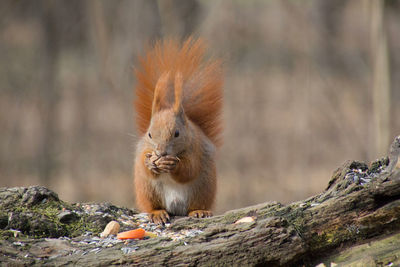 Squirrel eating food