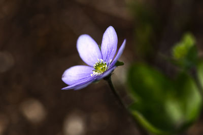 Close-up of purple crocus flower