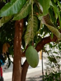 Close-up of fruit growing on tree