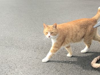 Portrait of cat on road