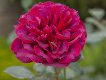 Close-up of rose blooming outdoors