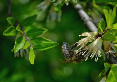 Close-up of butterfly pollinating flower