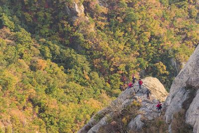 People on rock amidst trees