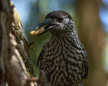 Close-up of bird perching on branch