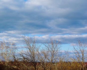 Close-up of tree against sky