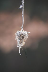 Close-up of wilted plant