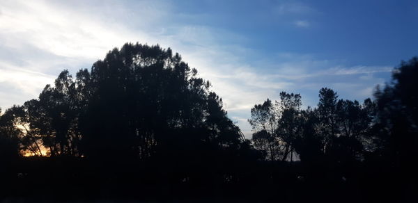 Low angle view of silhouette trees against sky