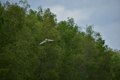 Airplane flying by trees against sky