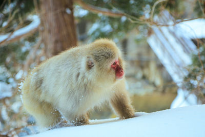 Japanese macaque on snowy field