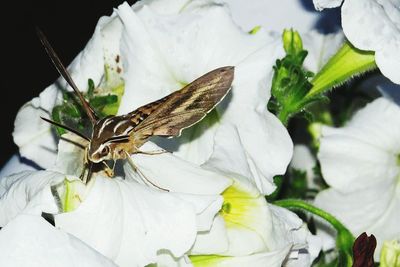 Close-up of insect on white flower