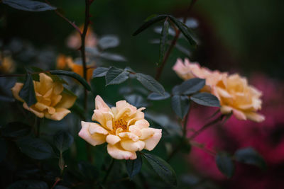 Close-up of yellow flowering plant