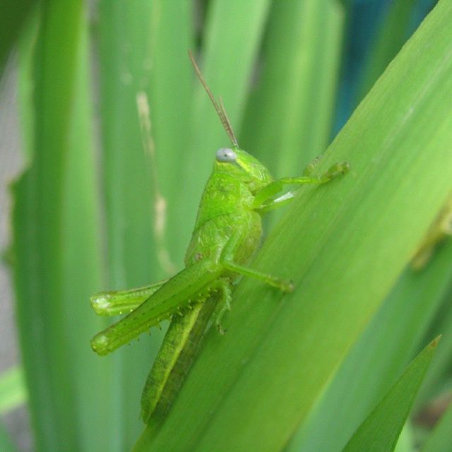 one animal, animals in the wild, animal themes, wildlife, insect, green color, close-up, focus on foreground, leaf, selective focus, nature, green, plant, grasshopper, outdoors, day, full length, no people, zoology, beauty in nature