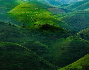 Scenic view of agricultural field