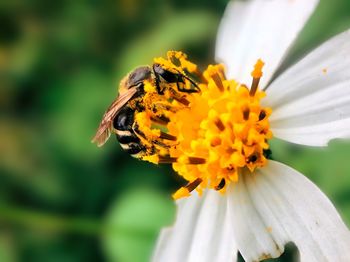 Close-up of bee pollinating on flower
