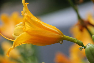 Close-up of yellow flower